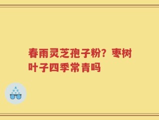 春雨灵芝孢子粉？枣树叶子四季常青吗