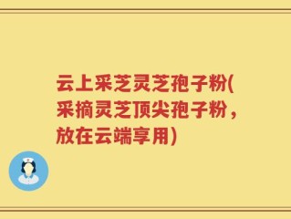 云上采芝灵芝孢子粉(采摘灵芝顶尖孢子粉，放在云端享用)