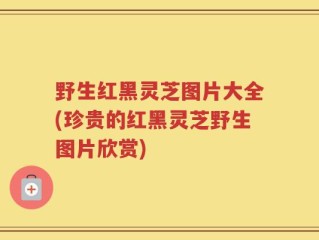 野生红黑灵芝图片大全(珍贵的红黑灵芝野生图片欣赏)