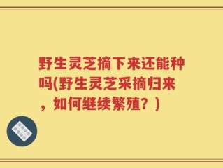 野生灵芝摘下来还能种吗(野生灵芝采摘归来，如何继续繁殖？)