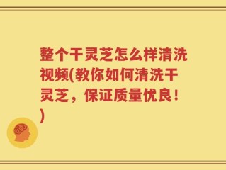 整个干灵芝怎么样清洗视频(教你如何清洗干灵芝，保证质量优良！)