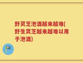 野灵芝泡酒越来越难(野生灵芝越来越难以用于泡酒)