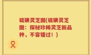 硫磺灵芝图(硫磺灵芝图：探秘珍稀灵芝新品种，不容错过！)