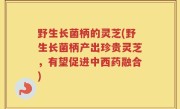 野生长菌柄的灵芝(野生长菌柄产出珍贵灵芝，有望促进中西药融合)