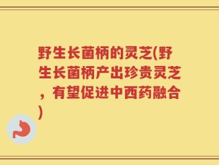 野生长菌柄的灵芝(野生长菌柄产出珍贵灵芝，有望促进中西药融合)