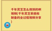 千年灵芝怎么得到的啊视频(千年灵芝采摘和制备的全过程视频分享)