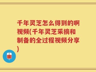 千年灵芝怎么得到的啊视频(千年灵芝采摘和制备的全过程视频分享)