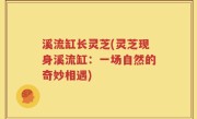 溪流缸长灵芝(灵芝现身溪流缸：一场自然的奇妙相遇)