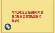 东北灵芝正品图片大全集(东北灵芝正品图片集合)