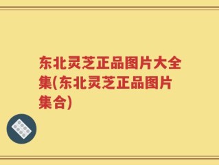 东北灵芝正品图片大全集(东北灵芝正品图片集合)