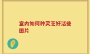 室内如何种灵芝好活些图片