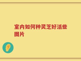 室内如何种灵芝好活些图片