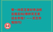 哪一种灵芝更好养活呢百度百科(哪种灵芝更适合养殖？——灵芝养殖技巧)