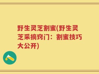 野生灵芝割蜜(野生灵芝采摘窍门：割蜜技巧大公开)