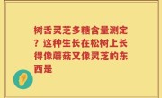 树舌灵芝多糖含量测定？这种生长在松树上长得像蘑菇又像灵芝的东西是
