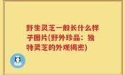 野生灵芝一般长什么样子图片(野外珍品：独特灵芝的外观揭密)
