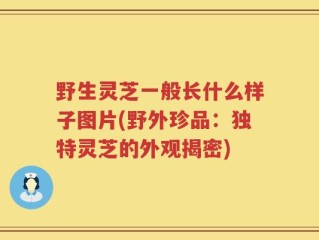 野生灵芝一般长什么样子图片(野外珍品：独特灵芝的外观揭密)