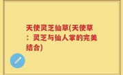 天使灵芝仙草(天使草：灵芝与仙人掌的完美结合)