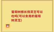 葡萄树根长得灵芝可以吃吗(可以食用的葡萄树灵芝)
