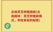 云南灵芝种植回收(云南园林：灵芝种植新模式，丰收背后的秘密)