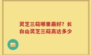 灵芝三萜哪里最好？长白山灵芝三萜高达多少