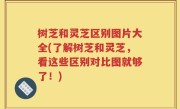 树芝和灵芝区别图片大全(了解树芝和灵芝，看这些区别对比图就够了！)