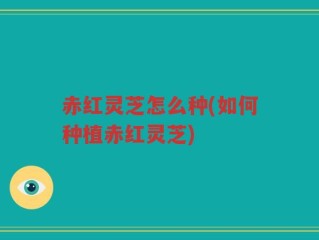 赤红灵芝怎么种(如何种植赤红灵芝)