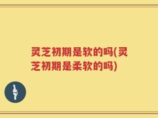 灵芝初期是软的吗(灵芝初期是柔软的吗)
