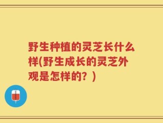 野生种植的灵芝长什么样(野生成长的灵芝外观是怎样的？)
