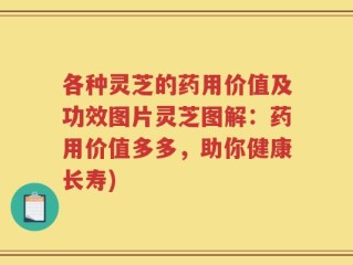 各种灵芝的药用价值及功效图片灵芝图解：药用价值多多，助你健康长寿)