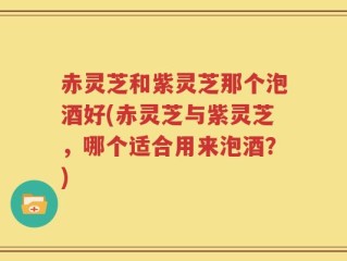 赤灵芝和紫灵芝那个泡酒好(赤灵芝与紫灵芝，哪个适合用来泡酒？)
