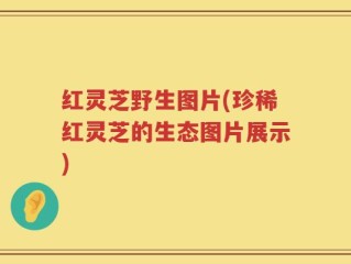 红灵芝野生图片(珍稀红灵芝的生态图片展示)
