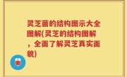 灵芝菌的结构图示大全图解(灵芝的结构图解，全面了解灵芝真实面貌)
