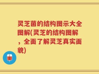灵芝菌的结构图示大全图解(灵芝的结构图解，全面了解灵芝真实面貌)