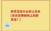 野灵芝在什么树上生长(生长在哪些树上的野灵芝？)