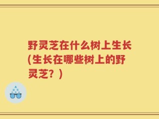 野灵芝在什么树上生长(生长在哪些树上的野灵芝？)