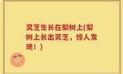 灵芝生长在梨树上(梨树上长出灵芝，惊人发现！)