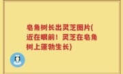 皂角树长出灵芝图片(近在眼前！灵芝在皂角树上蓬勃生长)