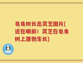 皂角树长出灵芝图片(近在眼前！灵芝在皂角树上蓬勃生长)