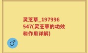 灵芝草_197996547(灵芝草的功效和作用详解)