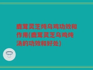 鹿茸灵芝炖乌鸡功效和作用(鹿茸灵芝乌鸡炖汤的功效和好处)