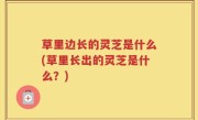 草里边长的灵芝是什么(草里长出的灵芝是什么？)