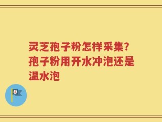 灵芝孢子粉怎样采集？孢子粉用开水冲泡还是温水泡