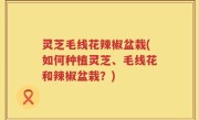 灵芝毛线花辣椒盆栽(如何种植灵芝、毛线花和辣椒盆栽？)