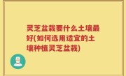 灵芝盆栽要什么土壤最好(如何选用适宜的土壤种植灵芝盆栽)