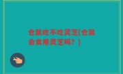 仓鼠吃不吃灵芝(仓鼠会食用灵芝吗？)
