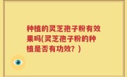 种植的灵芝孢子粉有效果吗(灵芝孢子粉的种植是否有功效？)