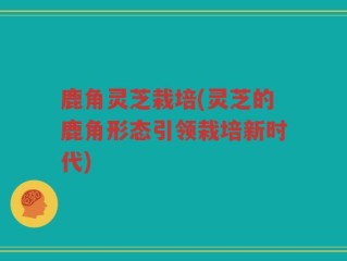 鹿角灵芝栽培(灵芝的鹿角形态引领栽培新时代)