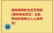 南阳西峡野生灵芝视频(西峡采摘灵芝！这段神秘的视频让人心驰神往)