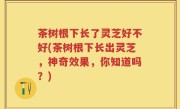 茶树根下长了灵芝好不好(茶树根下长出灵芝，神奇效果，你知道吗？)
